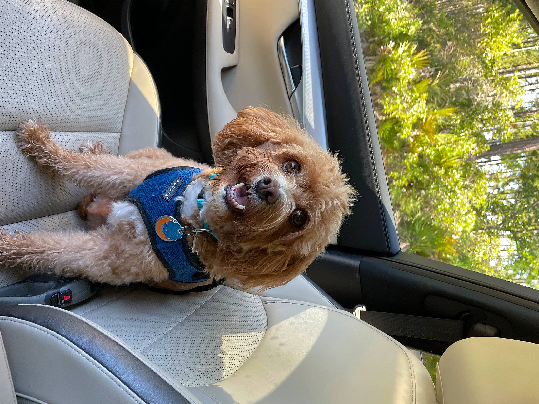 Emerson joined the competition — help win amazing prizes! automotive_exterior, automotive_mirror, car, car_seat, car_seat_cover, carnivore, companion_dog, dog, dog_breed, fawn, hood, liver, motor_vehicle, personal_luxury_car, snout, steering_part, steering_wheel, vehicle, vehicle_door, window