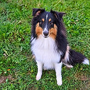 Baxter participe au concours pour gagner de l'argent avec cette photo : dog, rough_collie, tricolor, long_hair, fluffy, sitting, grass, outdoor, pet, animal, portrait, looking_at_camera, black_fur, white_fur, brown_fur, white_chest, pointed_ears, tail, greenery, natural_light