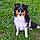 Baxter