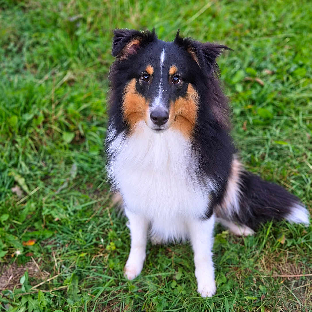 Baxter