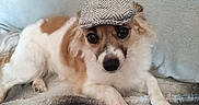 Olivia participe au concours pour gagner de l'argent avec cette photo : dog, puppy, pet, canine, small_dog, long_hair, white_and_brown, lying_down, cap, hat, tweed, blanket, couch, indoors, portrait, closeup, looking_at_camera, fluffy, cute, funny
