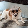 dog, puppy, pet, canine, small_dog, long_hair, white_and_brown, lying_down, cap, hat, tweed, blanket, couch, indoors, portrait, closeup, looking_at_camera, fluffy, cute, funny