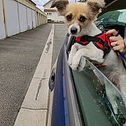 Olivia participe au concours pour gagner de l'argent avec cette photo : dog, puppy, pet, animal, car, car_window, harness, leash, hand, person, outdoor, street, garage, building, parked_car, cloudy_sky, white_fur, brown_fur, portrait, travel