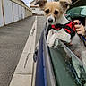 dog, puppy, pet, animal, car, car_window, harness, leash, hand, person, outdoor, street, garage, building, parked_car, cloudy_sky, white_fur, brown_fur, portrait, travel