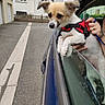 Olivia a rejoint le concours — aidez-le/la à gagner de superbes lots ! dog, puppy, pet, car, car_window, harness, leash, outdoor, street, residential_area, house, pavement, vehicle, white_fur, brown_fur, floppy_ears, wide_eyes, small_dog, human_hand, road_trip