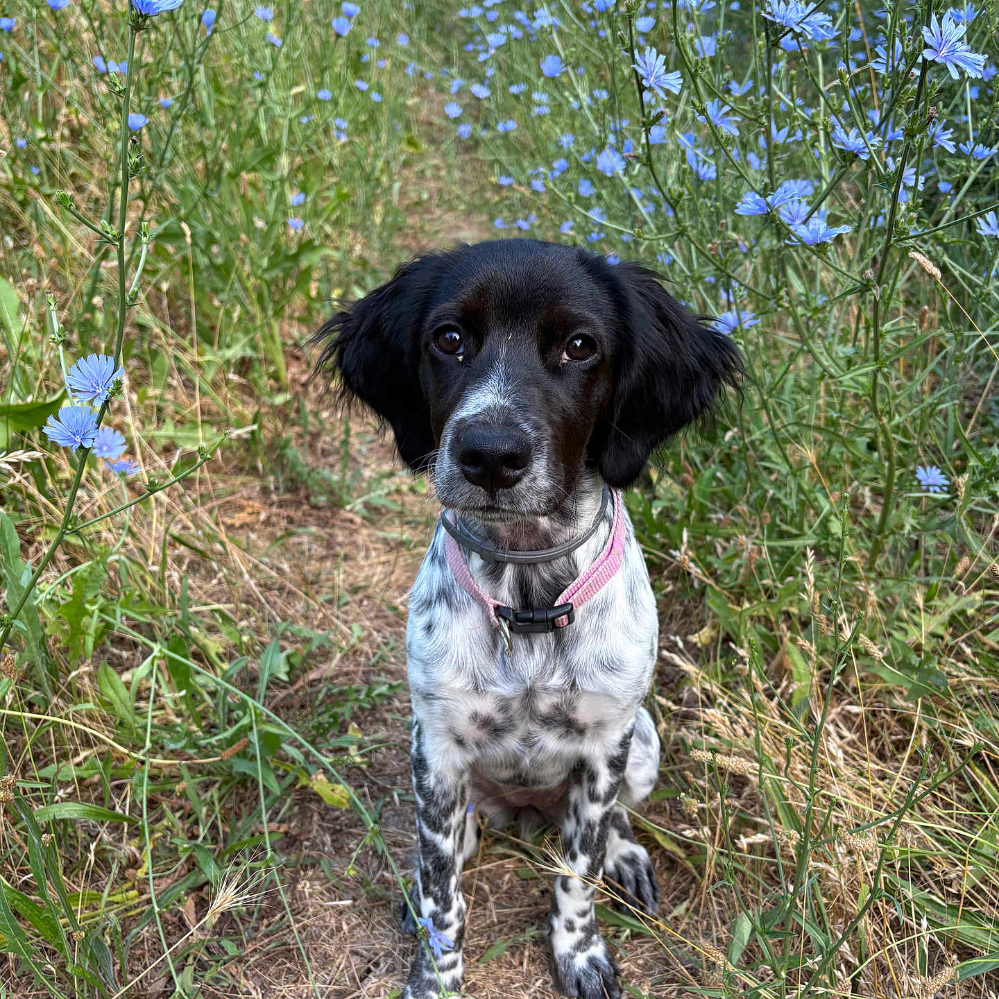 Aimy participe au concours pour gagner de l'argent avec cette photo : animal, black_and_white, canine, collar, cute, dog, eyes, field, flora, fur, grass, nature, outdoor, path, pet, portrait, sitting, summer, wildflowers, young_dog