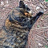 Baby Cakes joined the competition — help win amazing prizes! animal, black, brown, cat, closeup, feline, fur, ground, leaves, mammal, nature, orange, outdoor, paw, pet, pine_needles, resting, striped, tortoiseshell, wildlife