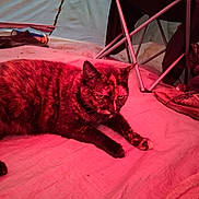 Baby Cakes joined the competition — help win amazing prizes! animal, bed, camping, cat, closeup, cozy, domestic, fabric, folding_chair, fur, furniture, indoor, leisure, pet, red_light, relaxed, resting, sleepy, tent, tortoiseshell_cat