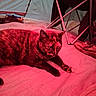 animal, bed, camping, cat, closeup, cozy, domestic, fabric, folding_chair, fur, furniture, indoor, leisure, pet, red_light, relaxed, resting, sleepy, tent, tortoiseshell_cat