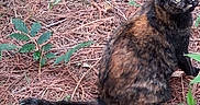 Baby Cakes is registered to the contest to win money with this photo: alert, animal, cat, closeup, curious, daylight, foliage, fur, greenery, ground, leaves, nature, outdoor, pet, pine_needles, sitting, tail, tortoiseshell, wildlife, yellow_eyes