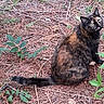 alert, animal, cat, closeup, curious, daylight, foliage, fur, greenery, ground, leaves, nature, outdoor, pet, pine_needles, sitting, tail, tortoiseshell, wildlife, yellow_eyes