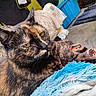 Baby Cakes joined the competition — help win amazing prizes! animal, background, blanket, cat, close_up, colorful, comfort, cozy, feline, fur, household, indoor, pet, portrait, relaxed, resting, soft, texture, tortoiseshell_cat, yellow_eyes