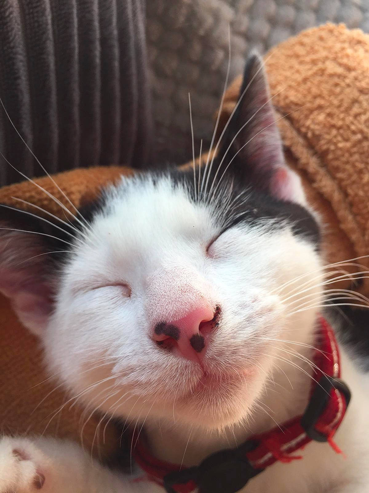 Mr B joined the competition — help win amazing prizes! carnivore, cat, claw, close_up, comfort, domestic_short_haired_cat, ear, eye, eyelash, felidae, foot, fur, leg, mammal, nose, paw, small_to_medium_sized_cats, snout, terrestrial_animal, whiskers