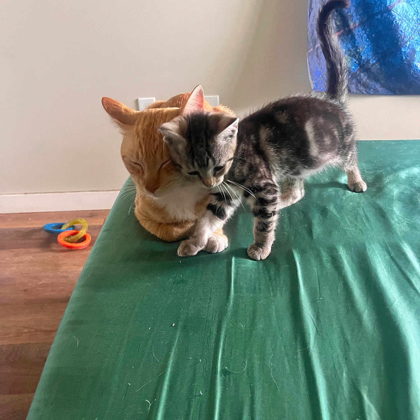 Leo And Buddha joined the competition — help win amazing prizes! animals, cat, companionship, curious, cute, ears, feline, fur, green_surface, indoor, kitten, orange_cat, pets, playful, resting, tabby_cat, tail, toy, whiskers, wooden_floor
