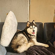 Djhali participe au concours pour gagner de l'argent avec cette photo : husky, dog, pet, couch, pillow, blanket, blue_eyes, tongue_out, fur, sitting, indoor, home, happy, looking_at_camera, muzzle, paw, furniture, cozy, cushion, smiling