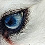 Djhali a rejoint le concours — aidez-le/la à gagner de superbes lots ! dog, husky, blue_eye, iris, pupil, white_fur, fur, whiskers, eyelashes, closeup, macro, reflection, texture, pet, canine, eye_closeup, tear_stain, portrait, detail, outdoor_reflection