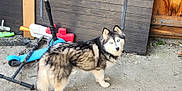 Djhali a rejoint le concours — aidez-le/la à gagner de superbes lots ! dog, husky, pet, blue_eyes, fur, standing, looking_at_camera, scooter, toy, concrete, pavement, wooden_shed, fence, backyard, wheel, outdoor, playful, face, tail, gaze