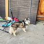 dog, husky, pet, blue_eyes, fur, standing, looking_at_camera, scooter, toy, concrete, pavement, wooden_shed, fence, backyard, wheel, outdoor, playful, face, tail, gaze