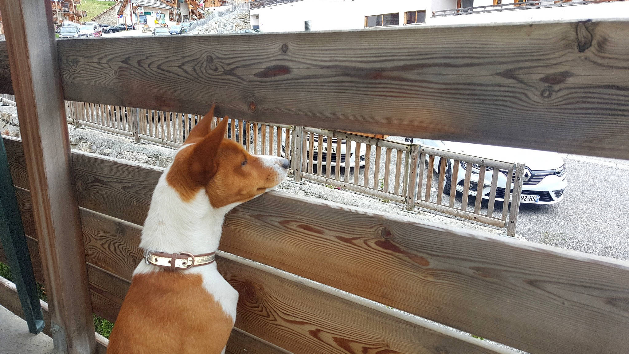 Nioki a rejoint le concours — aidez-le/la à gagner de superbes lots ! basenji, canidae, carnivore, companion_dog, dog, dog_breed, fawn, hunting_dog, ibizan_hound, mammal, plummer_terrier