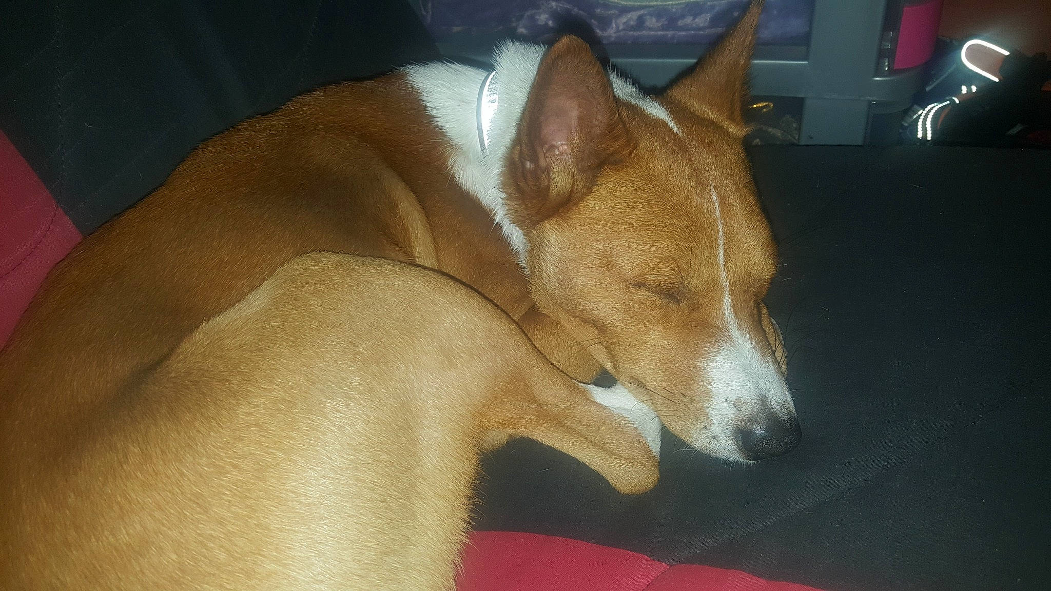 Nioki participe au concours pour gagner de l'argent avec cette photo : basenji, canidae, carnivore, carolina_dog, dog, dog_breed, fawn, hunting_dog, ibizan_hound, mammal, podenco_canario, portuguese_podengo, smooth_collie, snout, teddy_roosevelt_terrier, vertebrate, whiskers