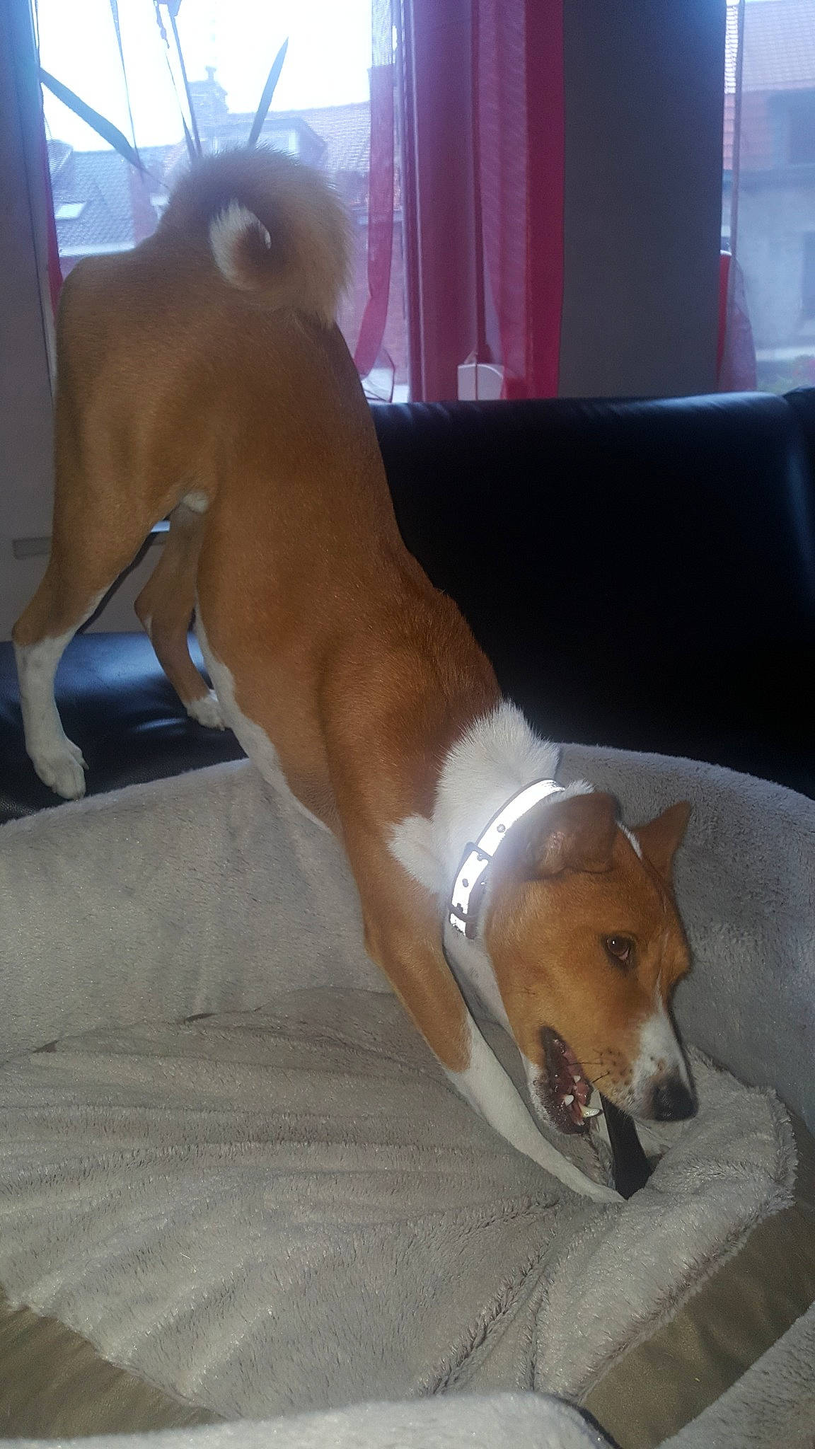 Nioki participe au concours pour gagner de l'argent avec cette photo : basenji, canidae, carnivore, carolina_dog, dog, dog_breed, fawn, mammal, vertebrate