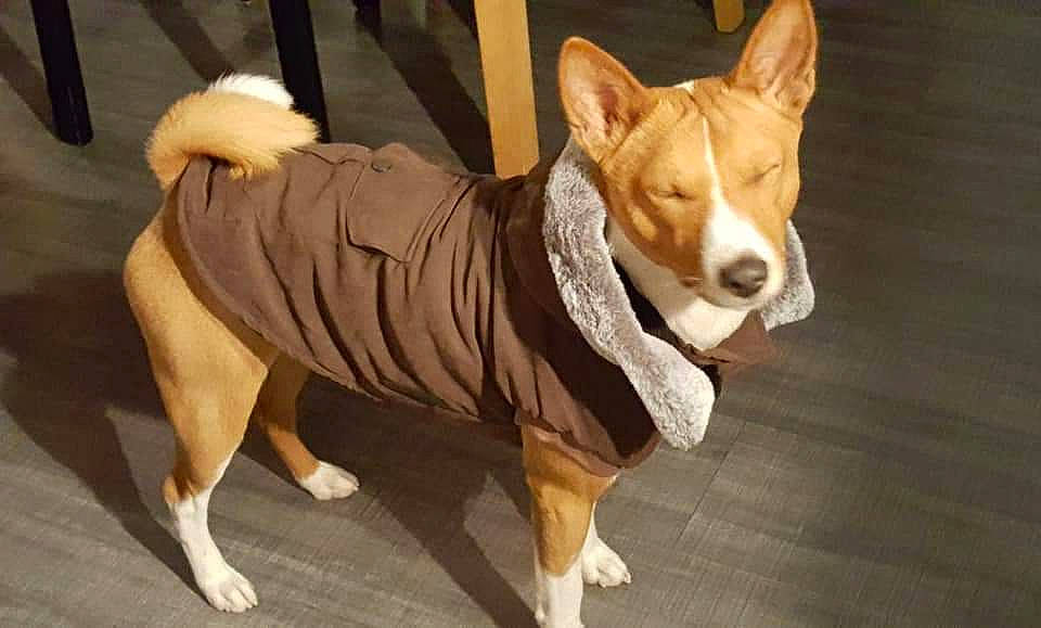 Nioki a rejoint le concours — aidez-le/la à gagner de superbes lots ! ancient_dog_breeds, animal_sports, basenji, canidae, carnivore, carolina_dog, companion_dog, dog, dog_breed, dog_sports, fawn, hound, hunting_dog, mammal, pembroke_welsh_corgi, sighthound, snout, vertebrate