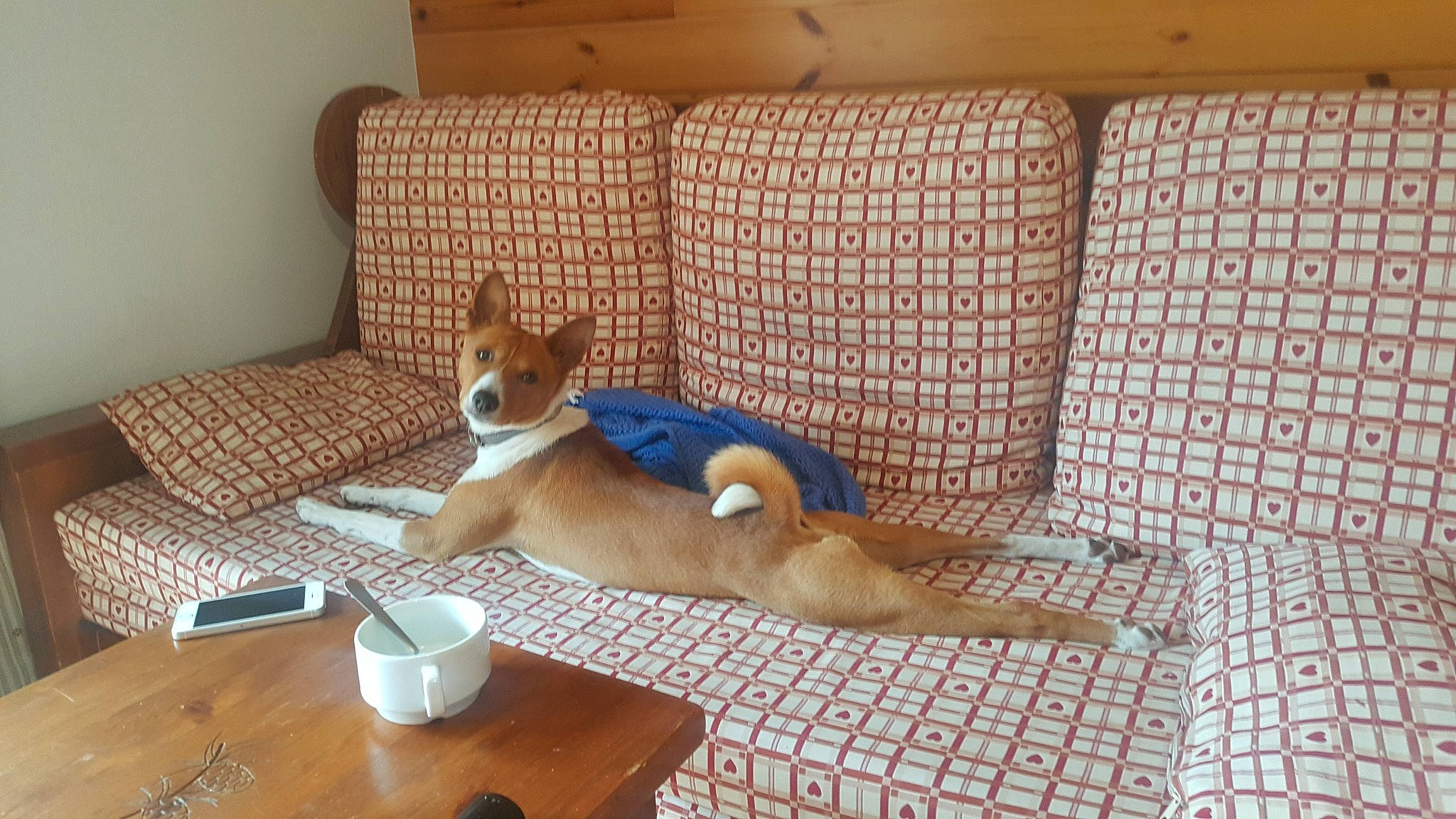 Nioki participe au concours pour gagner de l'argent avec cette photo : basenji, canidae, cardigan_welsh_corgi, carnivore, carolina_dog, dog, dog_breed, fawn, mammal, norwegian_lundehund, vertebrate, welsh_corgi