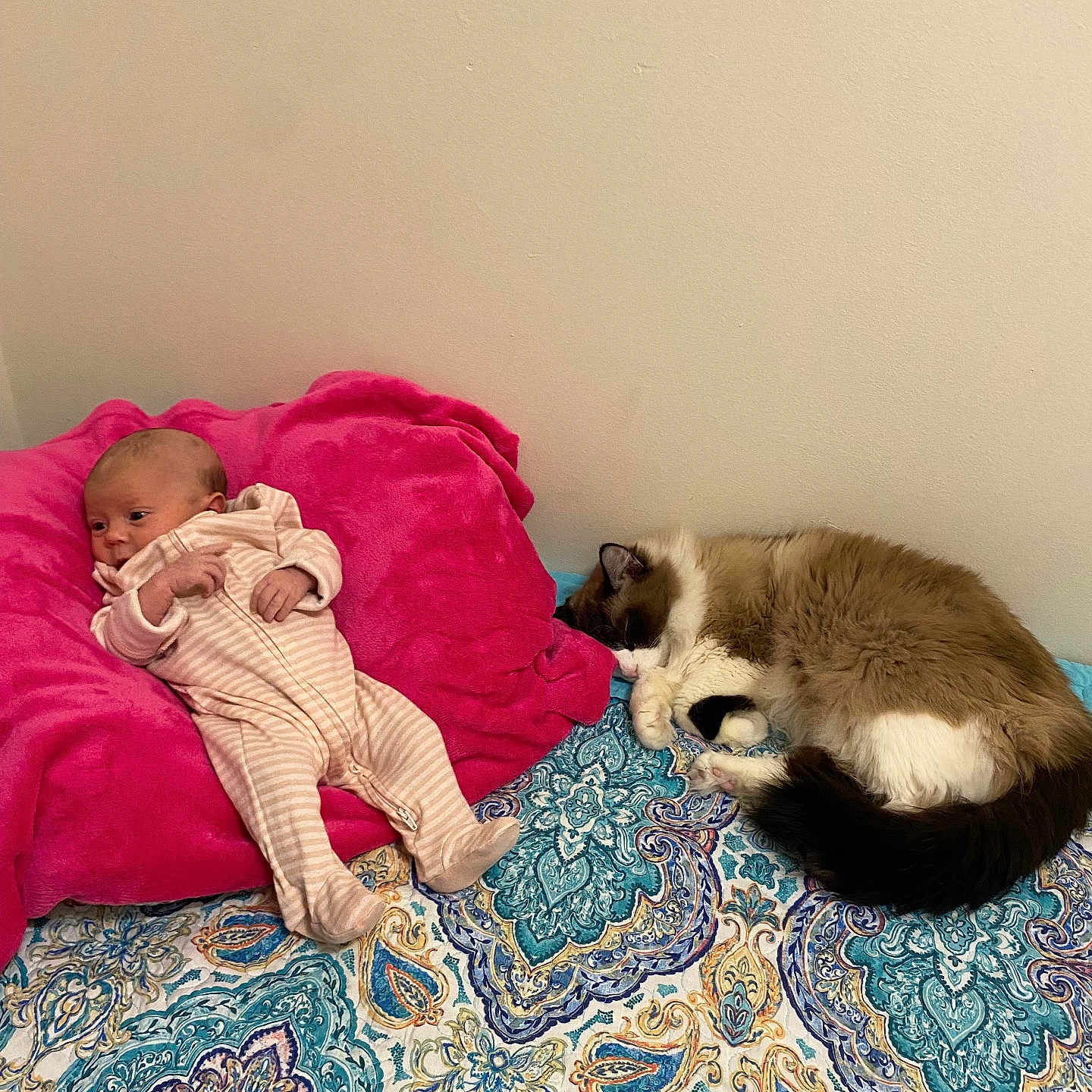 Oliver joined the competition — help win amazing prizes! animal, baby, bed, bedroom, blanket, cat, couch, cushion, face, furniture, head, homedecor, indoors, person, pet, photography, portrait, quilt, room, sleeping