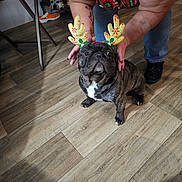 Loki joined the competition — help win amazing prizes! french_bulldog, dog, reindeer_antlers, costume, person, hand, indoor, wooden_floor, pet, animal, brown_dog, shoe, chair, tattoo, red_shirt, jeans, black_shoes, flooring, raised_bed, relaxed