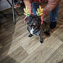 french_bulldog, dog, reindeer_antlers, costume, person, hand, indoor, wooden_floor, pet, animal, brown_dog, shoe, chair, tattoo, red_shirt, jeans, black_shoes, flooring, raised_bed, relaxed