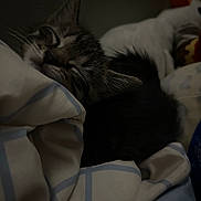 Mitski joined the competition — help win amazing prizes! kitten, sleeping, bed, blanket, plush_toy, soft, cozy, indoor, resting, fur, pet, cute, animal, domestic, comfort, relaxation, young_cat, tabby, whiskers, nap