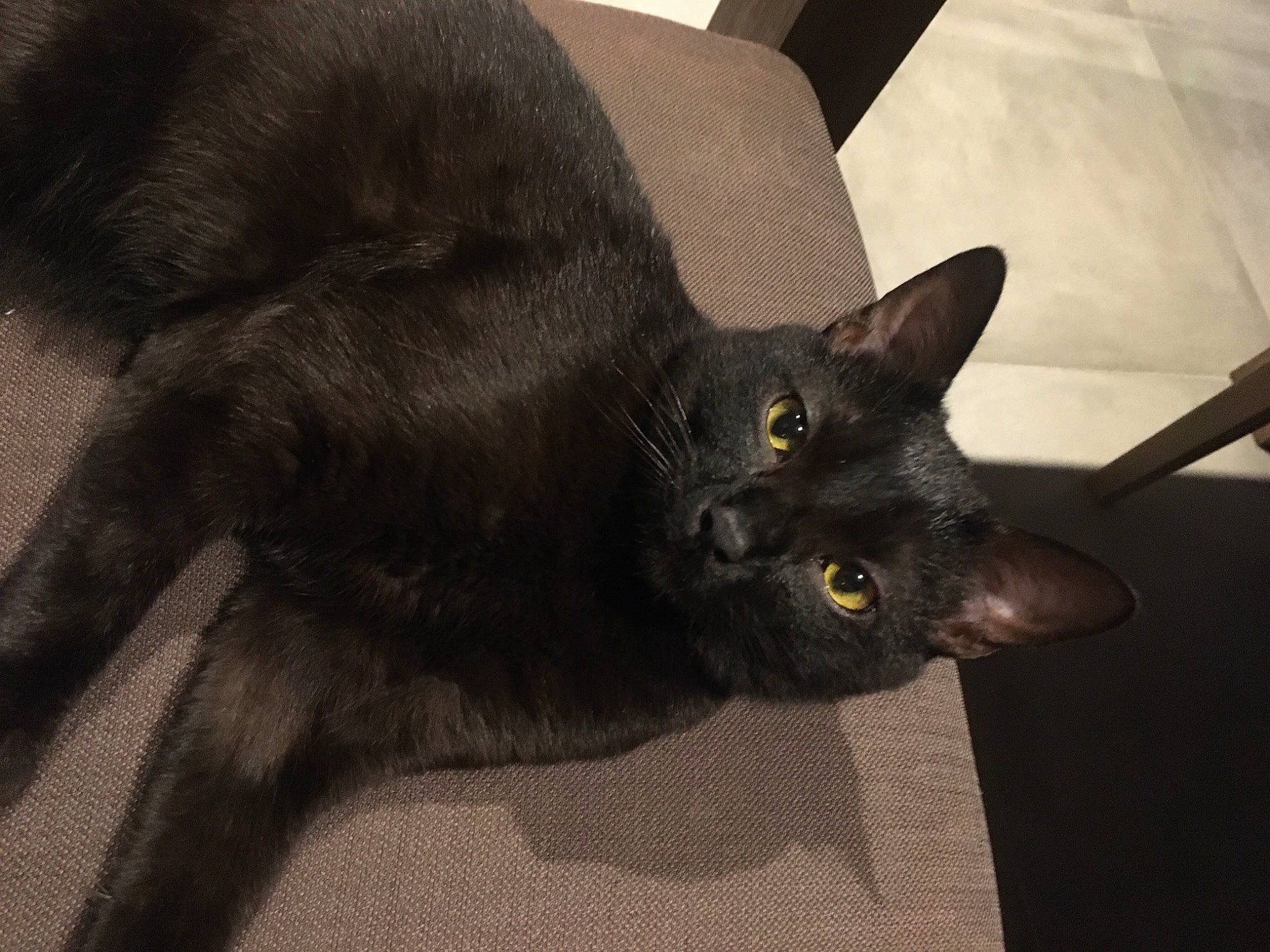 Simba a rejoint le concours — aidez-le/la à gagner de superbes lots ! black_cat, bombay, carnivore, cat, claw, comfort, domestic_short_haired_cat, event, felidae, fur, grey, havana_brown, small_to_medium_sized_cats, snout, tail, terrestrial_animal, whiskers