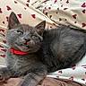kitten, gray_cat, red_collar, heart_pattern, pajamas, pet, cute, feline, relaxed, sleepy, fur, whiskers, indoor, closeup, small_animal, adorable, animal, domestic_cat, resting, cozy
