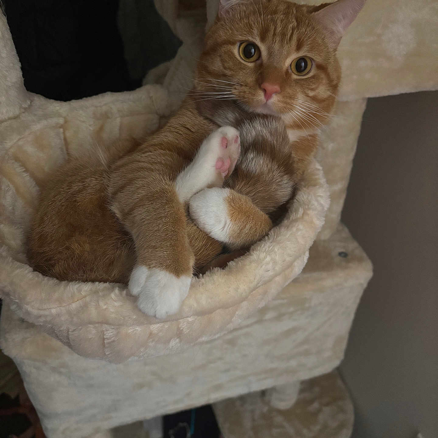 Nico is registered to the contest to win money with this photo: big_eyes, cat, cat_tree, cozy, curled_up, feline, fur, home, indoor, looking_at_camera, mammal, orange_tabby, paw, pet, pink_nose, pink_paw, plush_bed, portrait, relaxed, whiskers