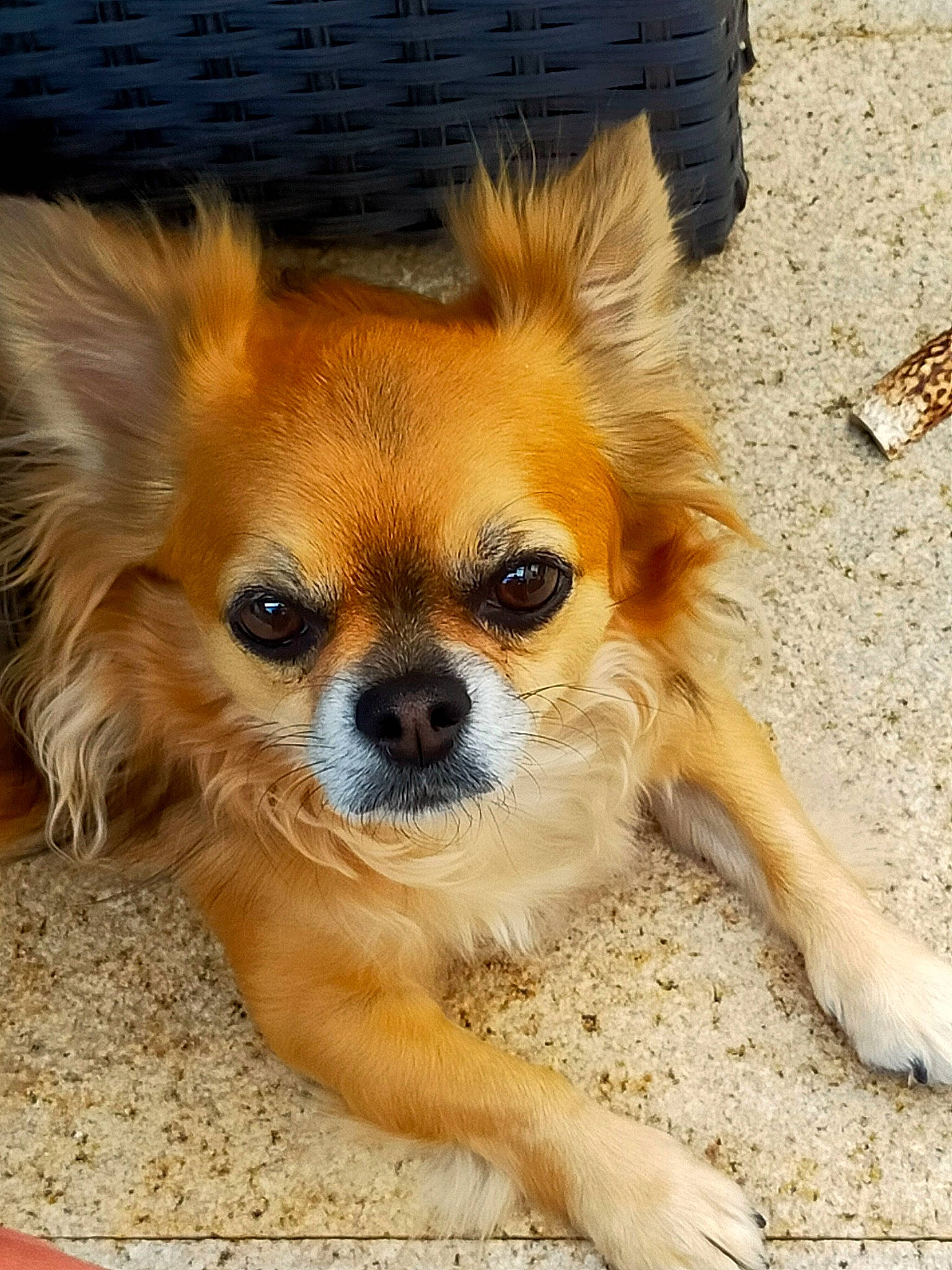 Loan participe au concours pour gagner de l'argent avec cette photo : canidae, carnivore, companion_dog, corgi_chihuahua, dog, dog_breed, fawn, fur, liver, non_sporting_group, snout, sporting_group, terrestrial_animal, tibetan_spaniel, toy_dog, whiskers