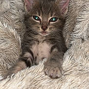 Kira a rejoint le concours — aidez-le/la à gagner de superbes lots ! kitten, cat, gray_fur, green_eyes, animal, pet, feline, portrait, close_up, fluffy_blanket, cozy, indoors, lying_down, front_paw, whiskers, pointed_ears, cute, relaxed, centered_composition, photography
