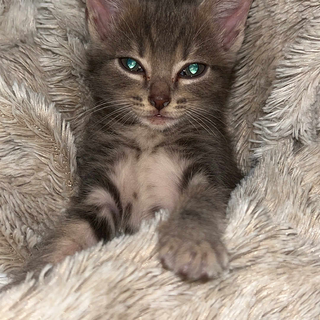 Kira
