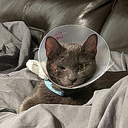Bebe joined the competition — help win amazing prizes! cat, gray_cat, cone, protective_collar, pet, animal, indoor, blanket, leather_couch, resting, one_eye_closed, closeup, fur, collar, injury, recovery, comfort, domestic_animal, feline, cute