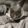 cat, gray_cat, cone, protective_collar, pet, animal, indoor, blanket, leather_couch, resting, one_eye_closed, closeup, fur, collar, injury, recovery, comfort, domestic_animal, feline, cute