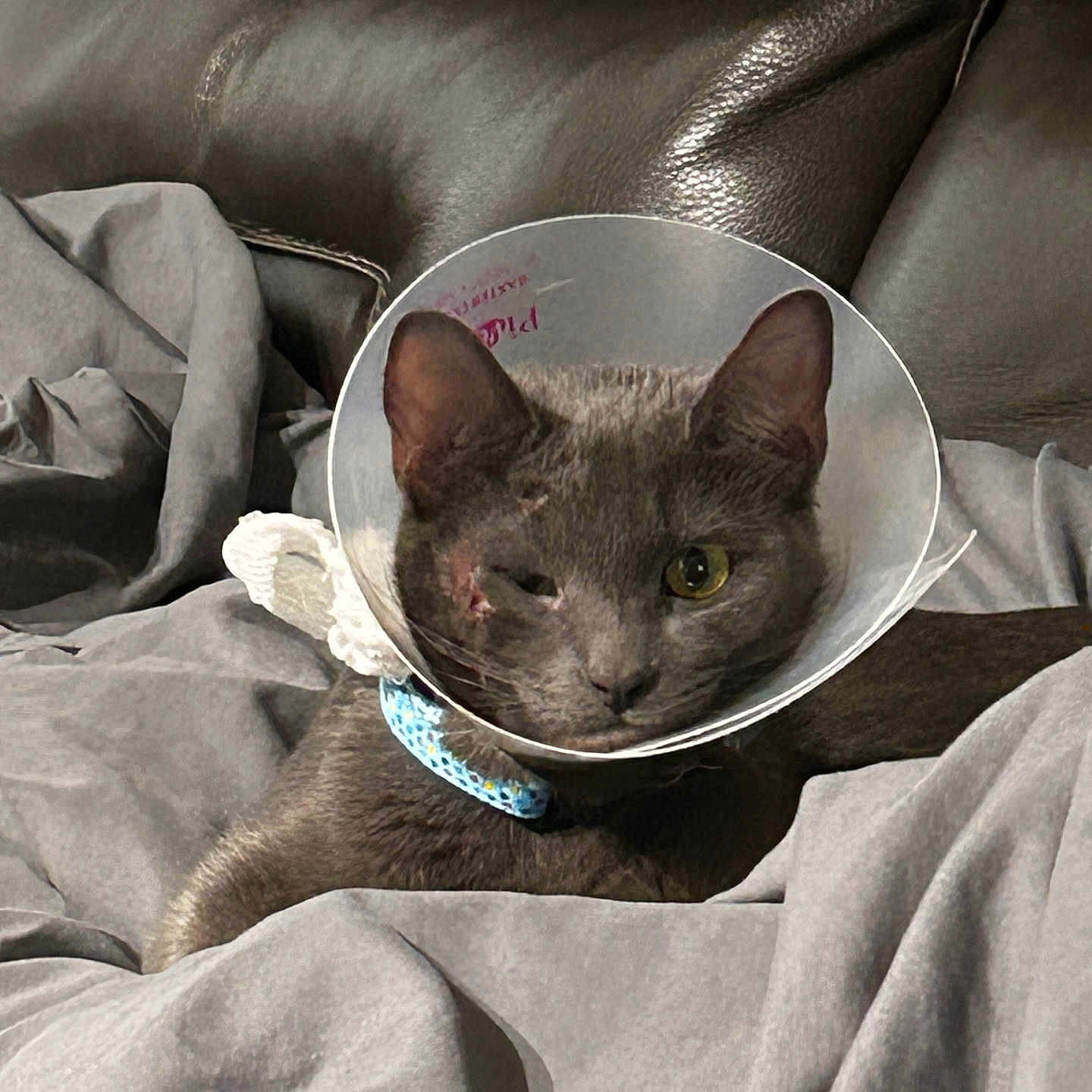 Bebe joined the competition — help win amazing prizes! cat, gray_cat, cone, protective_collar, pet, animal, indoor, blanket, leather_couch, resting, one_eye_closed, closeup, fur, collar, injury, recovery, comfort, domestic_animal, feline, cute