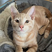 Orange joined the competition — help win amazing prizes! cat, ginger_cat, orange_tabby, feline, pet, animal, portrait, close_up, sitting, lying_down, green_eyes, whiskers, ears, paws, fur, gray_bed, blanket, indoor, home, cute