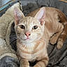 animal, blanket, cat, close_up, cute, ears, feline, fur, ginger_cat, gray_bed, green_eyes, home, indoor, lying_down, orange_tabby, paws, pet, portrait, sitting, whiskers