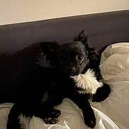 Kiro a rejoint le concours — aidez-le/la à gagner de superbes lots ! dog, small_dog, black_dog, white_patch, blanket, bed, indoor, headboard, cozy, pet, animal, fur, cute, comfort, resting, paw, canine, domestic_animal, sleepy, companion