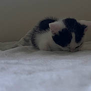 Pebble joined the competition — help win amazing prizes! kitten, cat, black_and_white, sleeping, blanket, indoor, soft, young, pet, fur, animal, cute, resting, cozy, small, lying_down, feline, whiskers, quiet, domestic