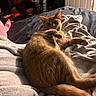 Chicken is registered to the contest to win money with this photo: bed, blanket, cat, comfort, cozy, curious, door, fur, furniture, indoor, laundry_basket, orange_tabby, paw, pet, relaxed, room, shadow, soft_light, tail, texture