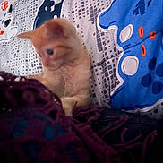 Chicken joined the competition — help win amazing prizes! bedroom, blanket, comfort, cozy, curious, cute, domestic_animal, feline, indoor, kitten, orange_cat, patterned_fabric, pet, pillow, resting, sleeping_area, soft_focus, textile, warm_colors, young_cat