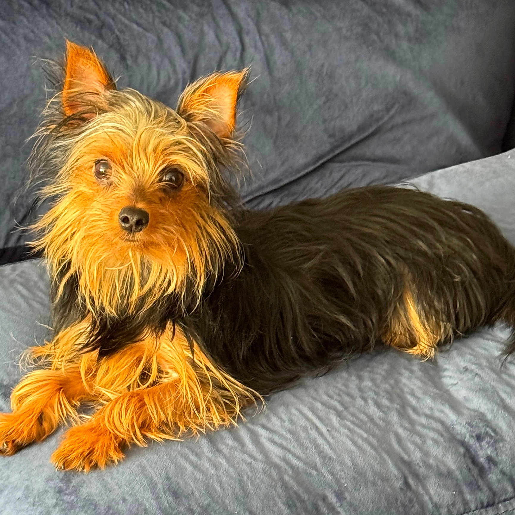 Nunu joined the competition — help win amazing prizes! animal, black_fur, brown_fur, canine, comfortable, companion, couch, cozy, cute, dog, ears, eyes, face, fur, indoors, long_hair, lying_down, pet, resting, small_dog