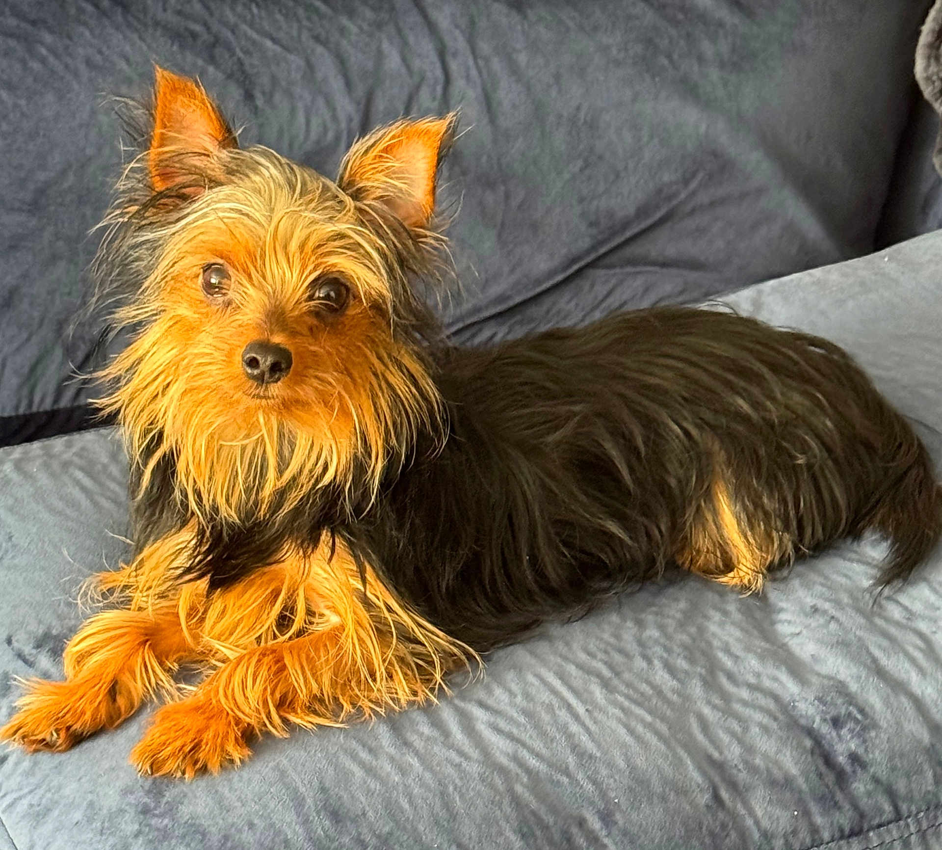 Nunu joined the competition — help win amazing prizes! dog, pet, canine, cute, fur, long_hair, small_dog, lying_down, indoors, couch, comfortable, brown_fur, black_fur, ears, eyes, face, resting, cozy, animal, companion