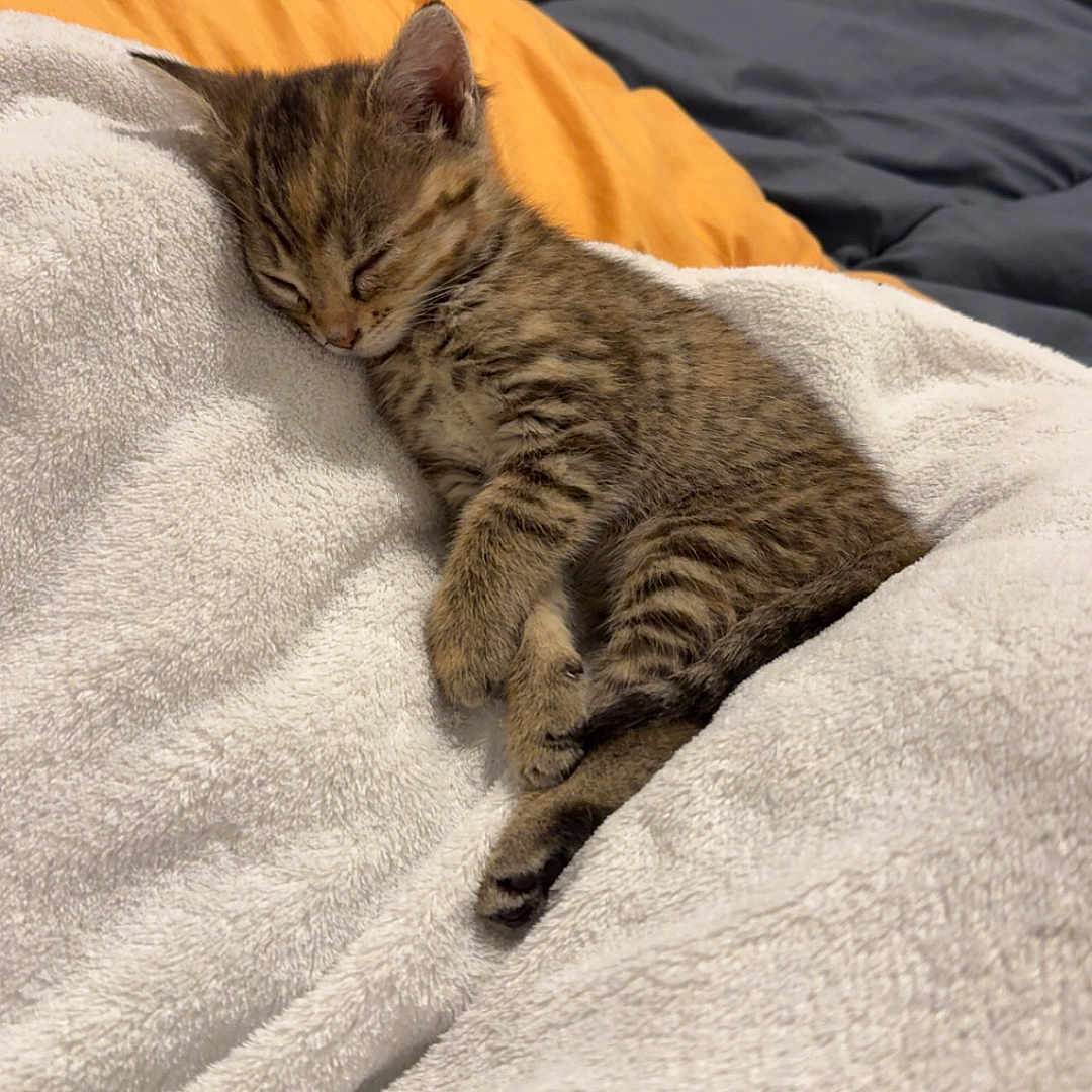 Athena participe au concours pour gagner de l'argent avec cette photo : adorable, animal, bed, blanket, cat, comfort, cozy, cute, fur, indoor, kitten, nap, pet, relaxing, resting, sleeping, small, soft, striped, tabby