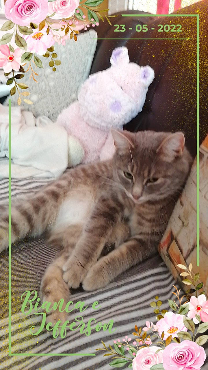 Bloom a rejoint le concours — aidez-le/la à gagner de superbes lots ! carnivore, cat, claw, comfort, domestic_short_haired_cat, fawn, felidae, flower, flower_arranging, fur, grass, paw, petal, photo_caption, plant, small_to_medium_sized_cats, tail, whiskers